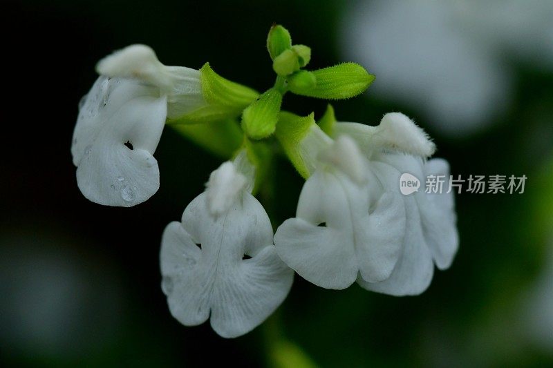 萨尔维亚微植物/婴儿圣人